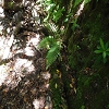 Plants: image 130 Of 208 Thumb